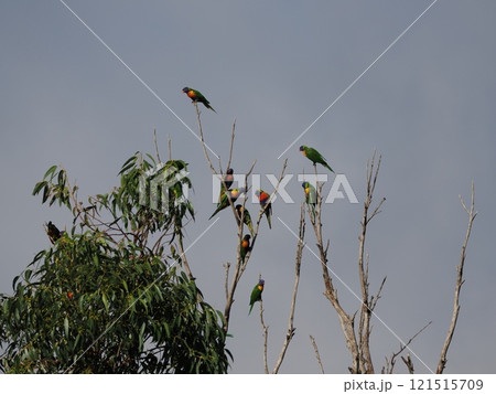 Oakwood Parkで見つけたゴシキセイガイインコ　Australia　Victoria 121515709
