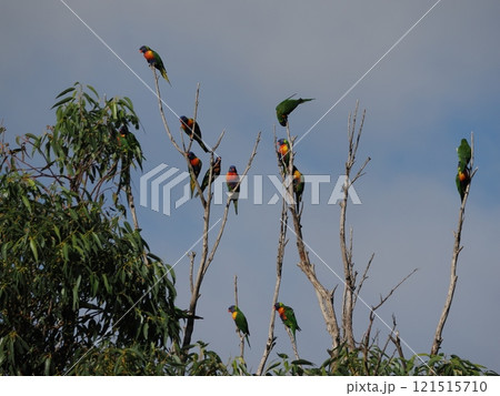 Oakwood Parkで見つけたゴシキセイガイインコ Australia Victoria Oakwood Parkで見つけたゴシキセイガイインコ Australia Victoria 121515710