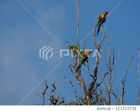 Oakwood Parkで見つけたゴシキセイガイインコ Australia Victoria Oakwood Parkで見つけたゴシキセイガイインコ Australia Victoria 121515716