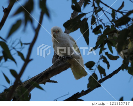 Oakwood Parkで見つけたアカビタイムジオウム Australia Victoria Oakwood Parkで見つけたアカビタイムジオウム Australia Victoria 121515717