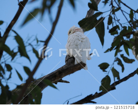 Oakwood Parkで見つけたアカビタイムジオウム　Australia　Victoria 121515718