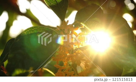 金木犀と太陽光 121515813