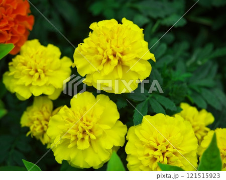 名古屋久屋大通庭園フラリエに咲くマンジュギク 121515923