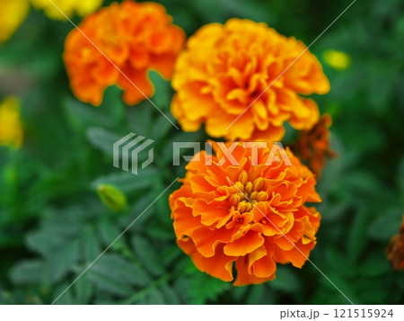 名古屋久屋大通庭園フラリエに咲くマンジュギク 121515924