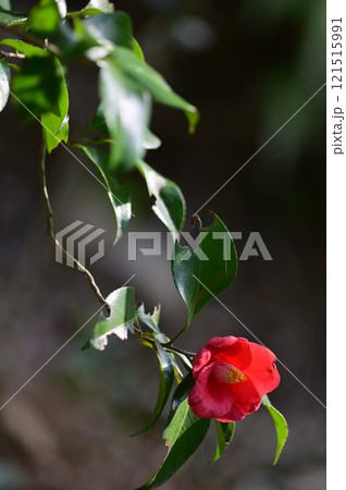 朝露をつけて輝くスギナと土筆　クローズアップ 121515991