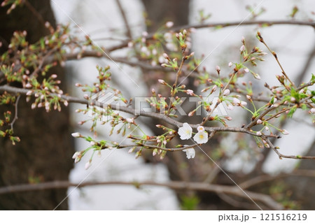 咲き始めた桜 咲き始めた桜 121516219