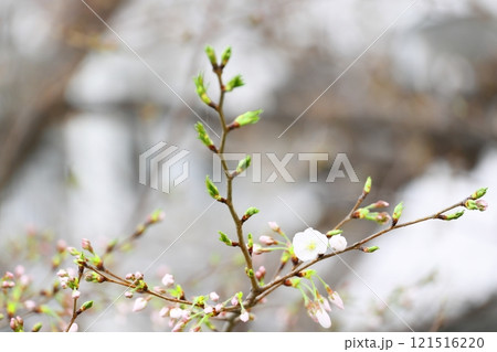春の訪れを告げる桜 121516220