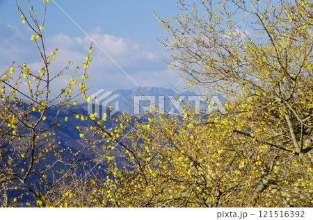 秩父・宝登山のロウバイ 秩父・宝登山のロウバイ 121516392