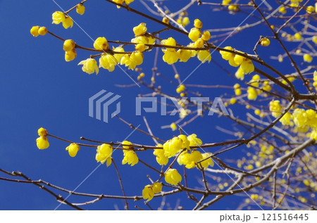 秩父・宝登山のロウバイ 121516445