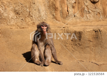 地面に座り見上げるニホンザル 地面に座り見上げるニホンザル 121516564