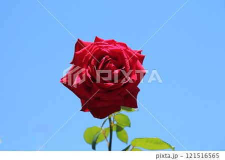 ガーデニング　バラの花、 121516565