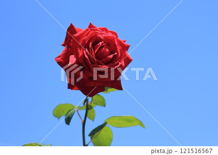 ガーデニング バラの花、 ガーデニング バラの花、 121516567