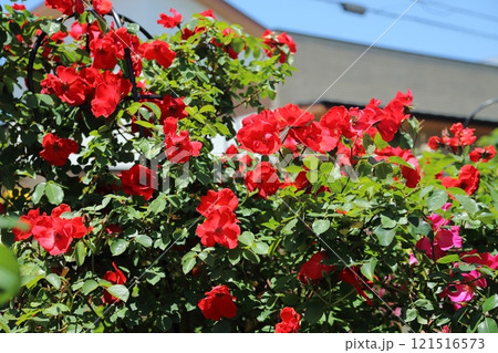 ガーデニング　バラの花、 121516573