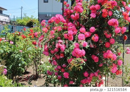 ガーデニング　バラの花、 121516584