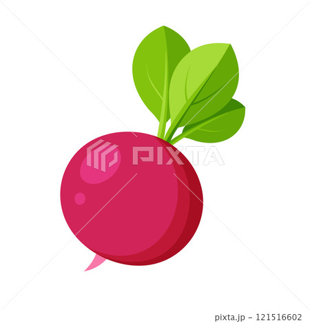 radish vegetable for cooking meals. A bright element isolated on white for design.  121516602
