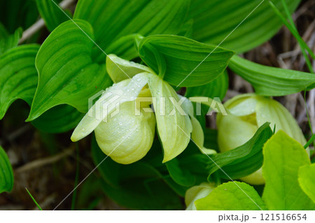 レブンアツモリソウ 自生 礼文島 レブンアツモリソウ 自生 礼文島 121516654