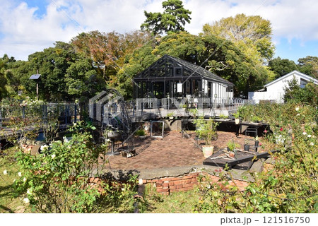 神奈川県藤沢市 江の島サムエル・コッキング苑の温室遺構とバラ園 神奈川県藤沢市 江の島サムエル・コッキング苑の温室遺構とバラ園 121516750