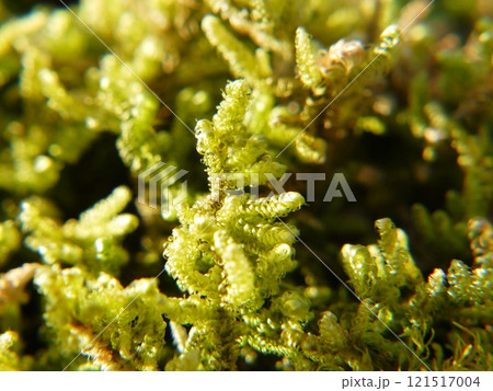 ハイゴケ ハイゴケ 121517004