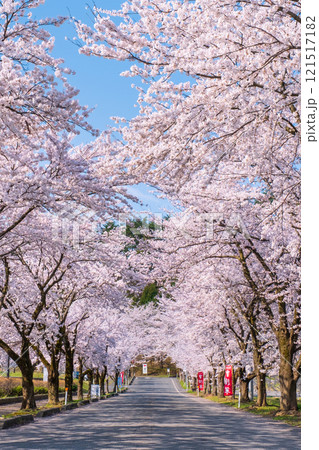村松公園の桜 121517182