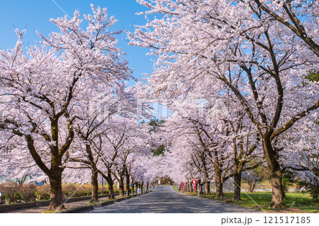 村松公園の桜 121517185