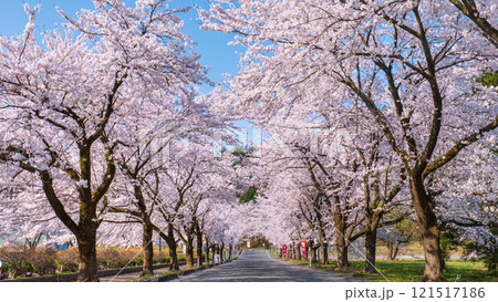 村松公園の桜 村松公園の桜 121517186