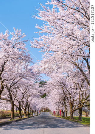 村松公園の桜 村松公園の桜 121517187