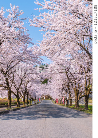 村松公園の桜 村松公園の桜 121517188