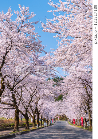 村松公園の桜 121517189