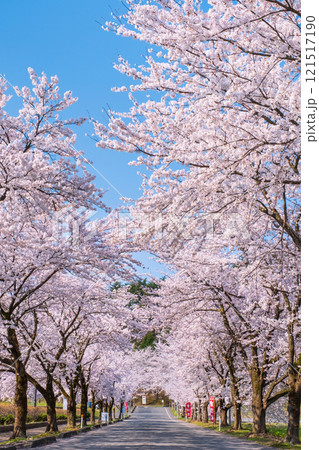 村松公園の桜 121517190