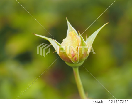 バラ ハープシコード つぼみ バラ ハープシコード つぼみ 121517253