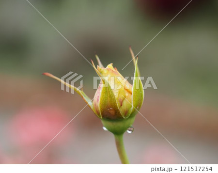バラ ハープシコード つぼみ バラ ハープシコード つぼみ 121517254