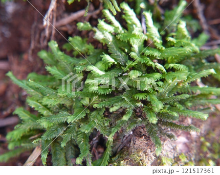 ホウオウゴケ 121517361