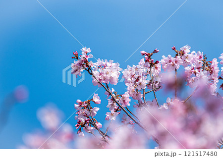 青空に映える満開の桜の枝と柔らかい春の光 青空に映える満開の桜の枝と柔らかい春の光 121517480