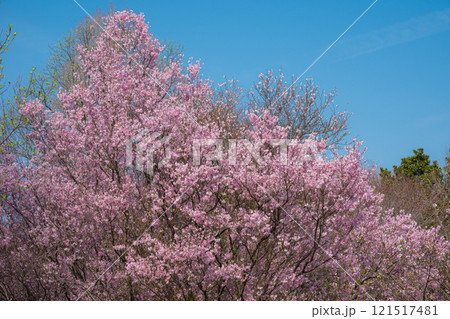 青空の下で満開に咲き誇る桜の木々 青空の下で満開に咲き誇る桜の木々 121517481