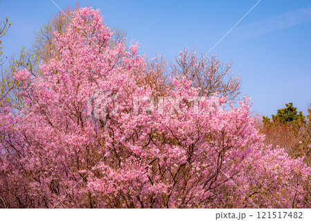 青空の下に咲き誇る鮮やかな満開の桜 121517482