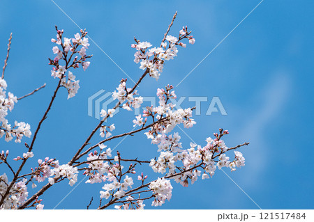 青空に映える満開の桜の枝とつぼみ 青空に映える満開の桜の枝とつぼみ 121517484