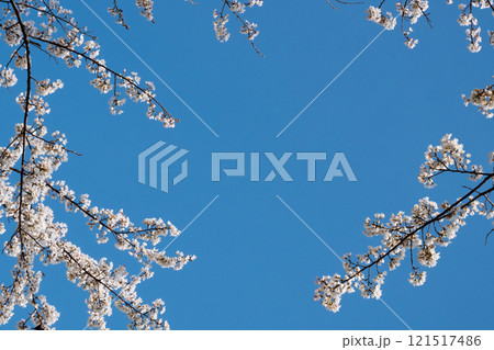 青空に広がる桜の枝が作る春のフレーム 121517486