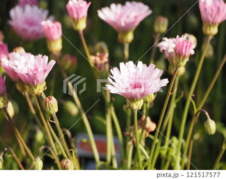 帰化植物　モモイロタンポポ 121517577