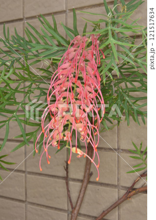 天空の農園のグレビレア 天空の農園のグレビレア 121517634