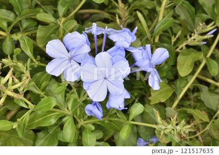 天空の農園のルリマツリ 121517635