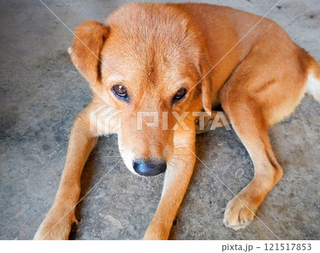 上目づかいの子犬　コタキナバル 121517853