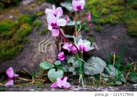Pink flowers of Cyclamen coum Mill. (family Primulaceae) grow on stones covered with green moss in a spring forest, woods. Blossoming macro nature. Pink flowers of Cyclamen coum Mill. (family Primulaceae) grow on stones covered with green moss in a spring forest, woods. Blossoming macro nature. 121517908