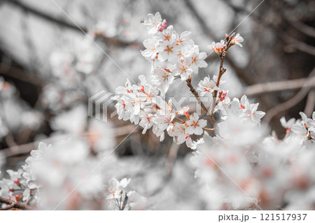 白とピンクの桜の花がぼかし効果で際立つ春の情景 白とピンクの桜の花がぼかし効果で際立つ春の情景 121517937