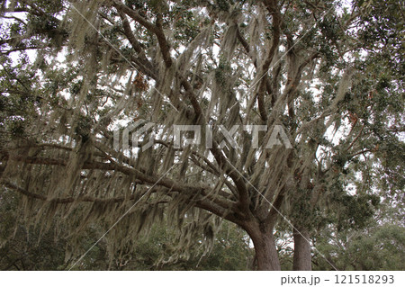 Spanish moss Tillandsia usneoides hanging from tree branch in Orlando Florida 121518293