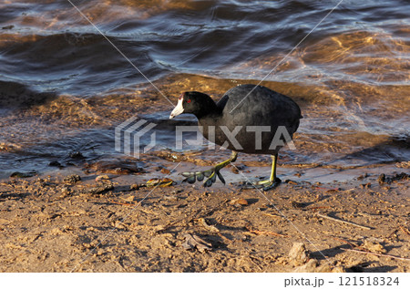 American Coot at Lake Tyler Marina near Whitehouse TX 121518324