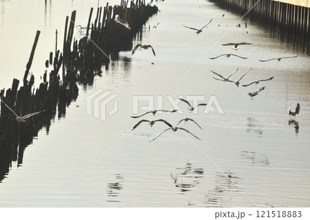 seagull evacuate in winter flying to feeding food on sea at red bridge travel location in Samutsakorn Thailand  121518883