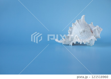 A white shell on a blue background. A white shell on a blue background. Space for copying. Seashell shell spiral beach ocean on a blue background travel vacation tropical. 121518960