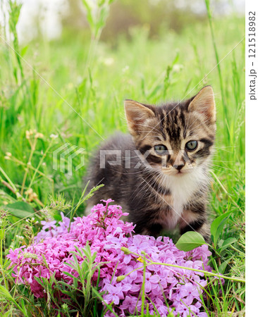 A little striped curious kitten is looking at the camera. A kitten in a green meadow with flowers and lilacs. A little striped curious kitten is looking at the camera. A kitten in a green meadow with flowers and lilacs. 121518982