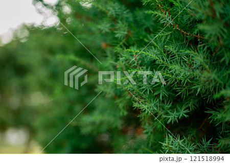 A green branch of a coniferous tree in close-up. Forest trees. Space to copy. Background 121518994