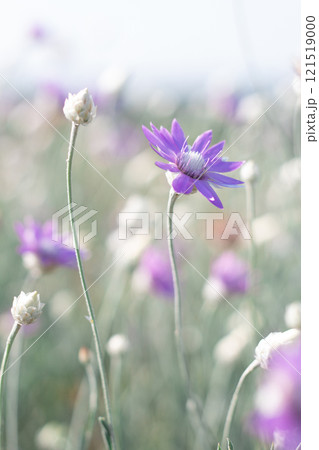 The color Is Very Peri. The flower of the color is Very Peri. A flower in the field. Indescribable beauty. Natural beauty. The color Is Very Peri. The flower of the color is Very Peri. A flower in the field. Indescribable beauty. Natural beauty. 121519000